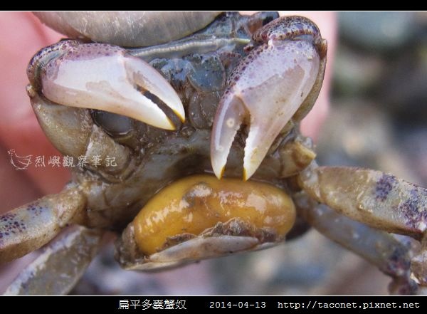扁平多囊蟹奴_7.jpg