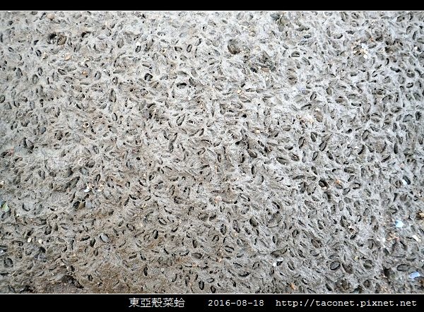 東亞殼菜蛤_09.jpg