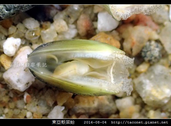 東亞殼菜蛤_05.jpg
