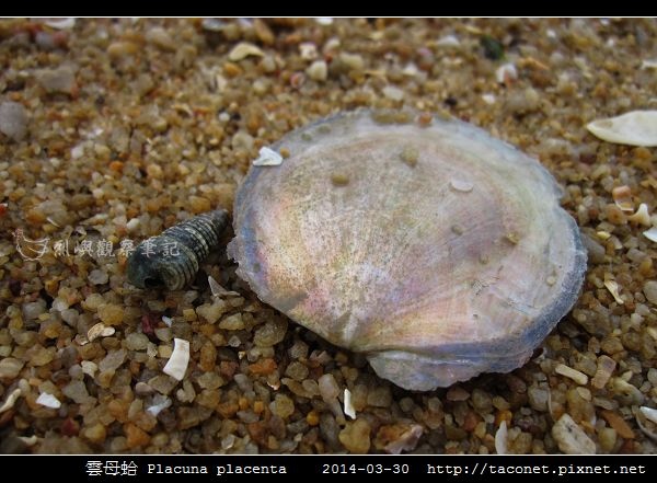 雲母蛤 Placuna placenta (5).jpg
