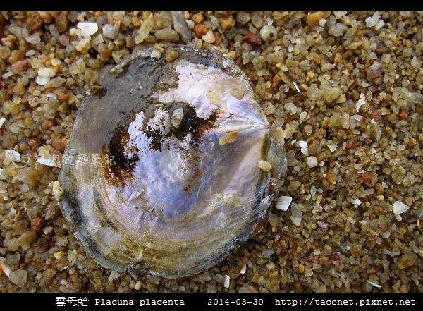 雲母蛤 Placuna placenta (4).jpg