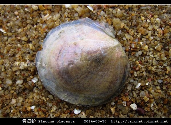 雲母蛤 Placuna placenta (3).jpg