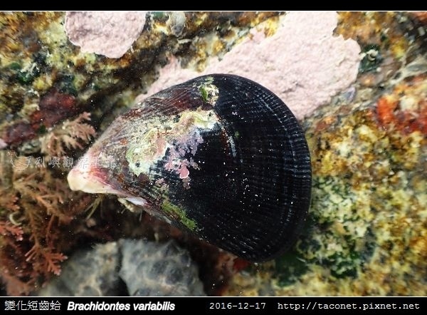 變化短齒蛤 Brachidontes variabilis_7.jpg