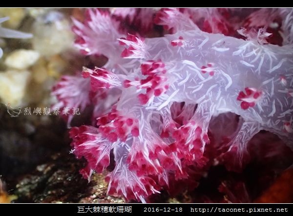 巨大棘穗軟珊瑚 Dendronephthya gigantea_5.jpg