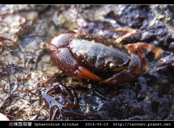 光輝圓扇蟹 Sphaerozius nitidus_03.jpg