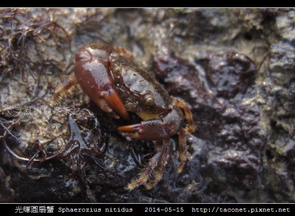 光輝圓扇蟹 Sphaerozius nitidus_02.jpg