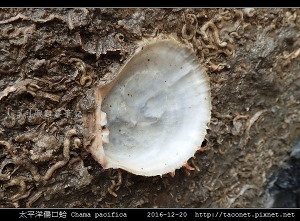 太平洋偏口蛤 Chama pacifica_6.jpg