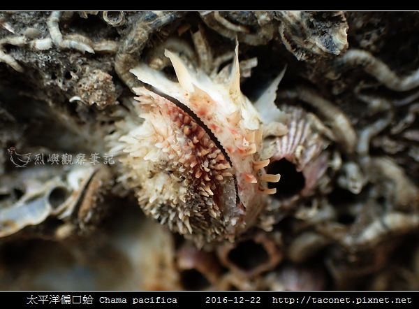 太平洋偏口蛤 Chama pacifica_5.jpg