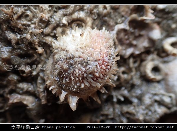 太平洋偏口蛤 Chama pacifica_2.jpg