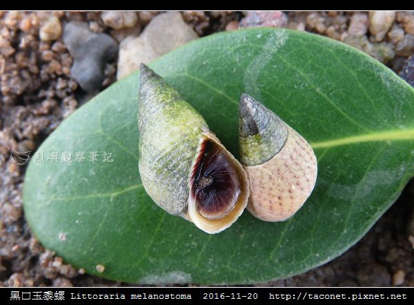 黑口玉黍螺 Littoraria melanostoma_6.jpg