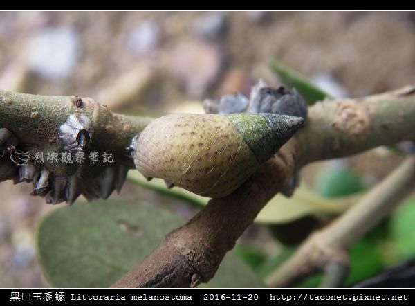 黑口玉黍螺 Littoraria melanostoma_4.jpg