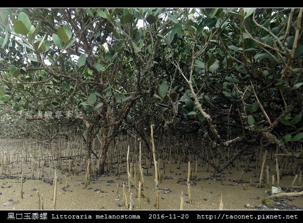 黑口玉黍螺 Littoraria melanostoma_8.jpg