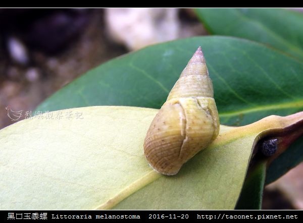 黑口玉黍螺 Littoraria melanostoma_1.jpg