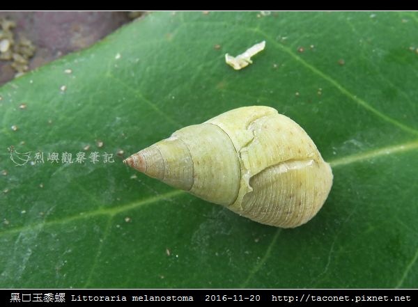 黑口玉黍螺 Littoraria melanostoma_2.jpg