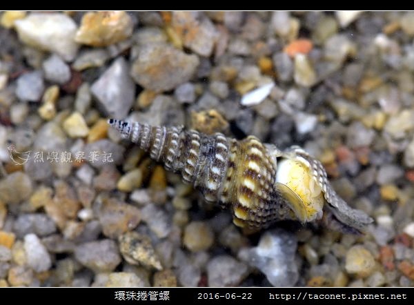 環珠捲管螺 Turricula nelliae spurius相簿封面