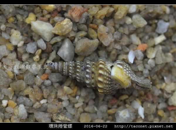 環珠捲管螺 Turricula nelliae spurius_3.jpg