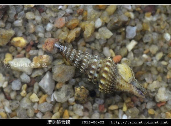 環珠捲管螺 Turricula nelliae spurius_1.jpg