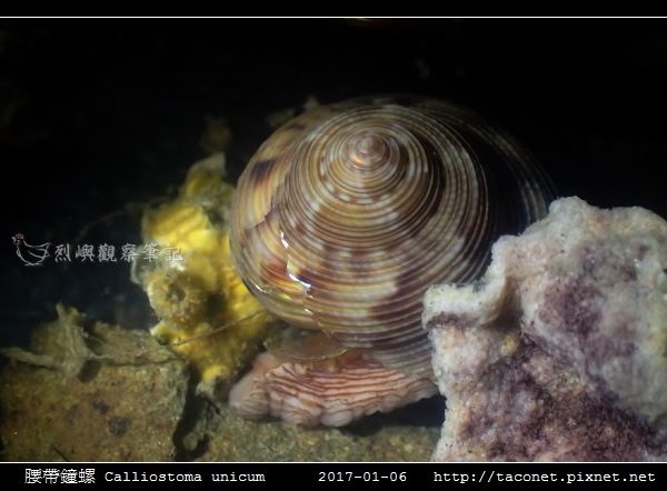 腰帶鐘螺 Calliostoma unicum_6.jpg