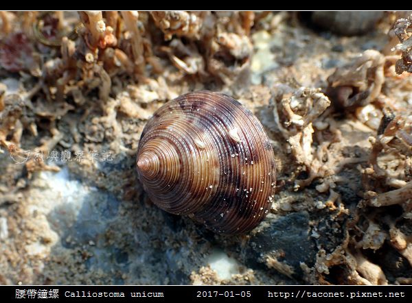 腰帶鐘螺 Calliostoma unicum_1.jpg