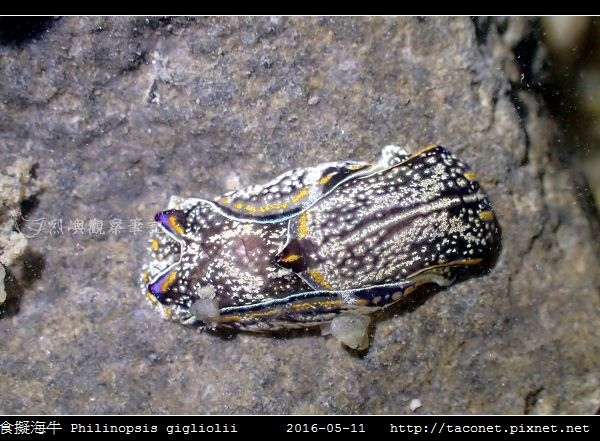 肉食擬海牛 Philinopsis gigliolii_8.jpg