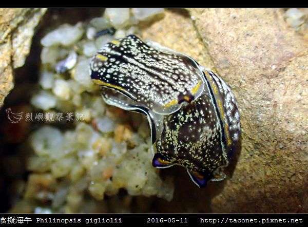 肉食擬海牛 Philinopsis gigliolii_7.jpg