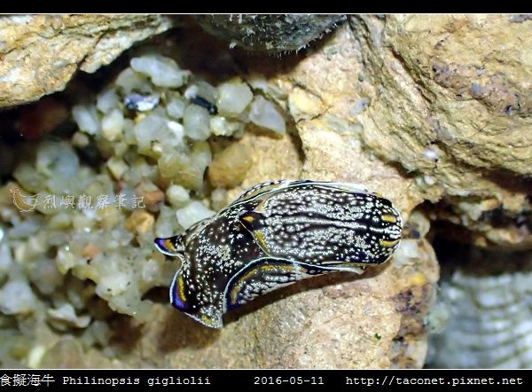 肉食擬海牛 Philinopsis gigliolii_5.jpg