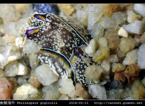 肉食擬海牛 Philinopsis gigliolii_4.jpg