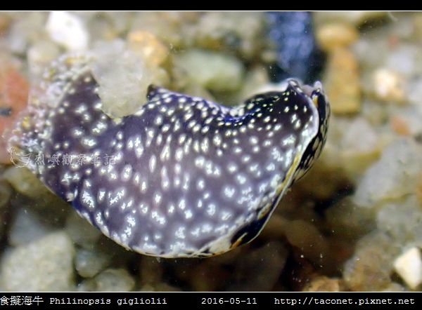 肉食擬海牛 Philinopsis gigliolii_3.jpg