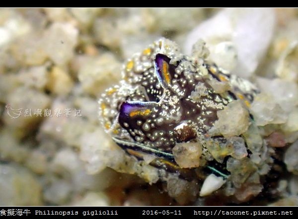 肉食擬海牛 Philinopsis gigliolii_2.jpg