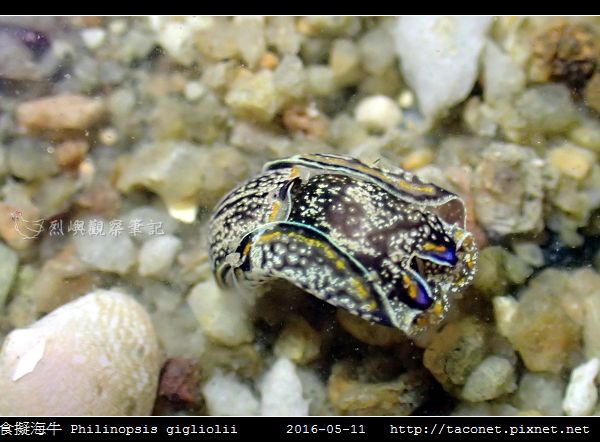 肉食擬海牛 Philinopsis gigliolii_1.jpg