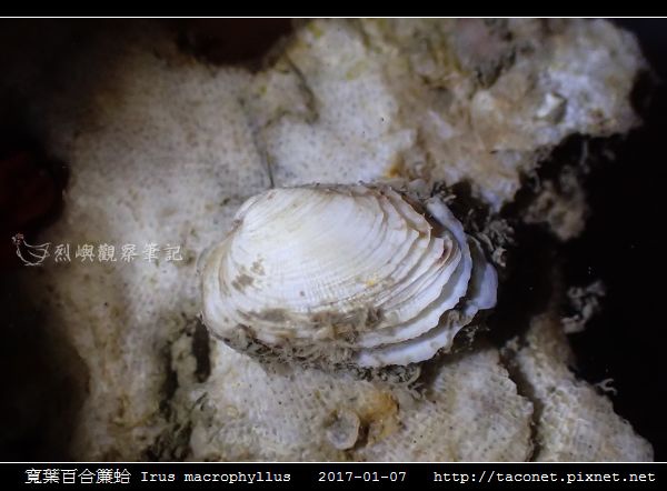 寬葉百合簾蛤 Irus macrophyllus相簿封面