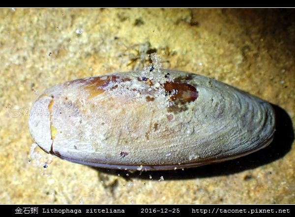 金石蜊 Lithophaga zitteliana相簿封面