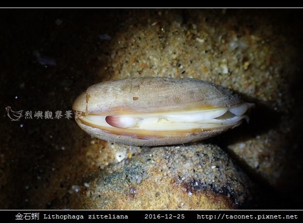 金石蜊 Lithophaga zitteliana_4.jpg