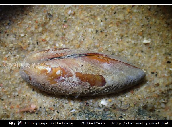 金石蜊 Lithophaga zitteliana_3.jpg