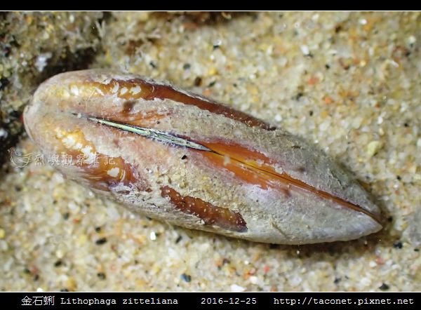 金石蜊 Lithophaga zitteliana_2.jpg