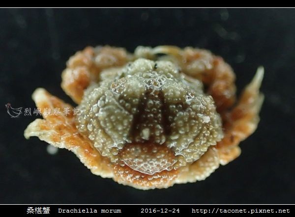 桑椹蟹 Drachiella morum_4.jpg