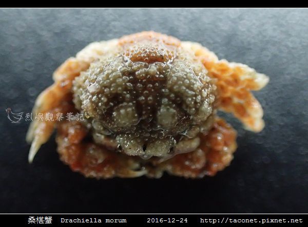 桑椹蟹 Drachiella morum_3.jpg