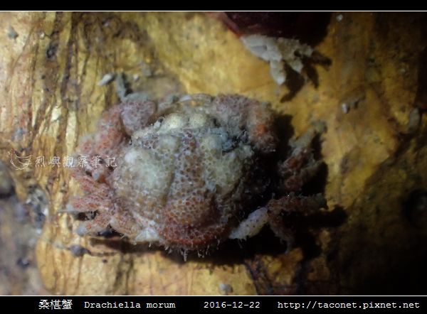 桑椹蟹 Drachiella morum_2.jpg