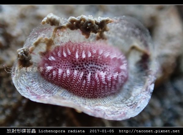 放射形碟苔蟲 Lichenopora radiata_8.jpg
