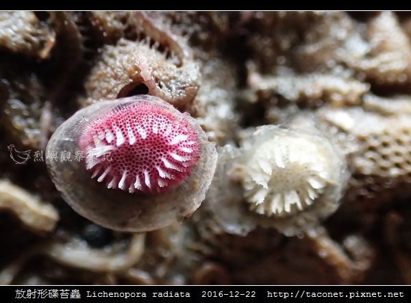放射形碟苔蟲 Lichenopora radiata_7.jpg