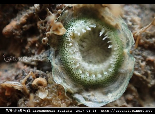 放射形碟苔蟲 Lichenopora radiata_5.jpg