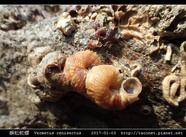 蜈蚣蛇螺 Vermetus renisectus_4.jpg