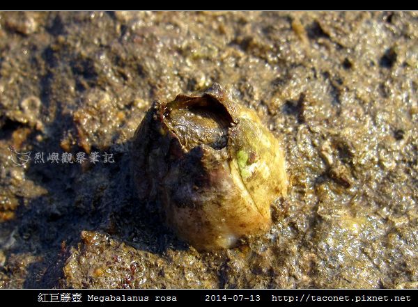 紅巨藤壺 Megabalanus rosa_8.jpg