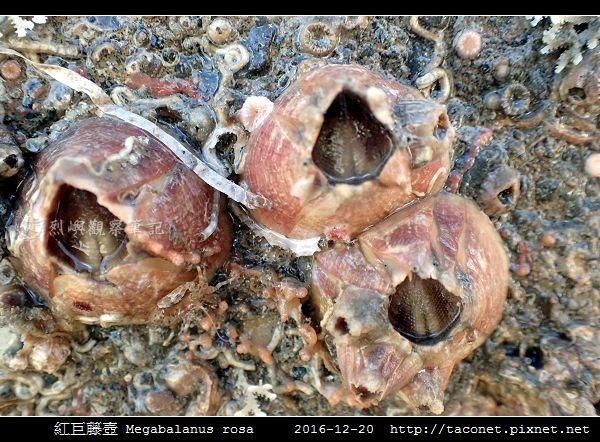 紅巨藤壺 Megabalanus rosa_7.jpg