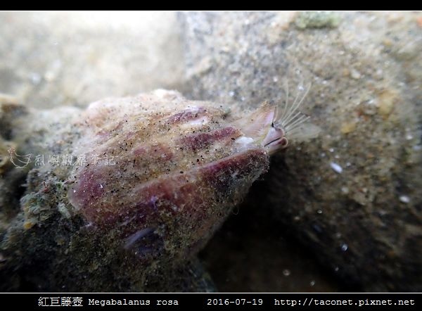 紅巨藤壺 Megabalanus rosa_6.jpg