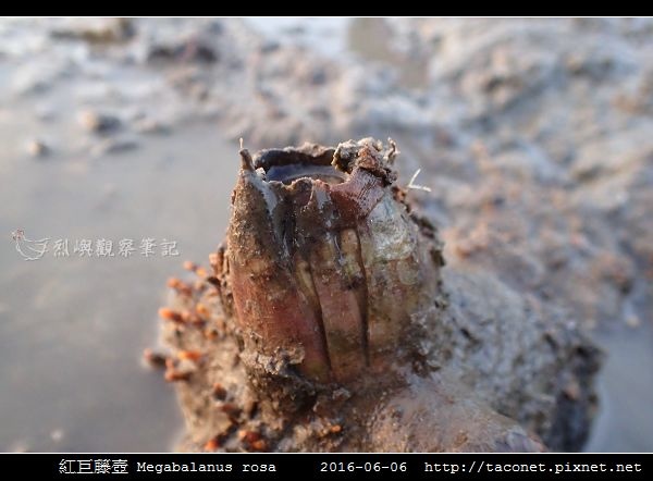 紅巨藤壺 Megabalanus rosa_4.jpg
