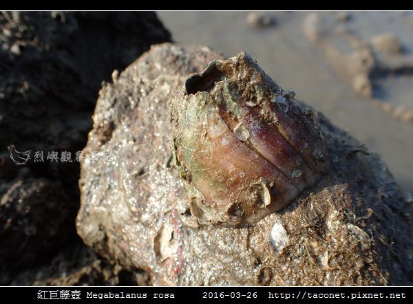 紅巨藤壺 Megabalanus rosa_3.jpg