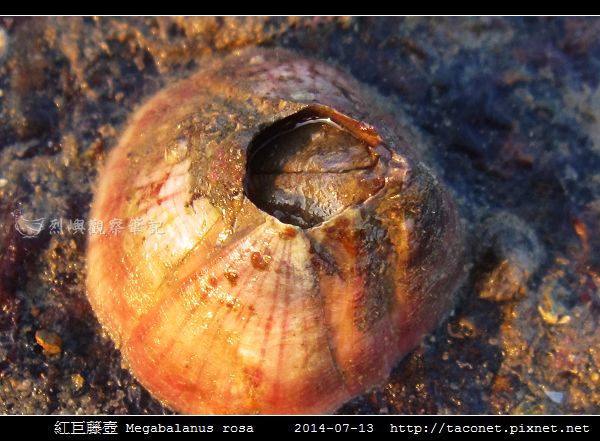 紅巨藤壺 Megabalanus rosa_2.jpg