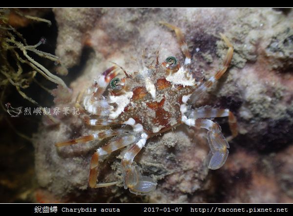 銳齒蟳 Charybdis acuta相簿封面