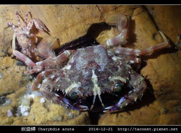 銳齒蟳 Charybdis acuta_3.jpg